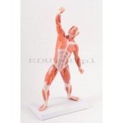 Figura mięśniowa człowieka - 50cm