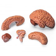 Model mózgu człowieka 5 częściowy