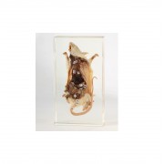 Sekcja anatomiczna szczura - model w akrylu