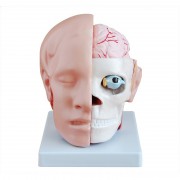 Model przekroju głowy rozkładany - na podstawie