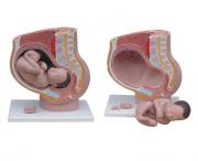Przestrzenny model miednicy w 40 tygodniu ciąży - pomoc edukacyjna do nauki biologii