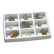 Kolekcja skamieniałości - zestaw mały