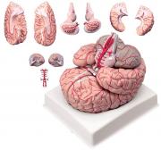 Model mózgu - 9 częściowy zestaw pomocy naukowych do biologii