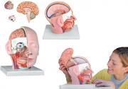 Pomoc naukowa - model przekroju głowy
