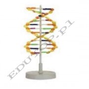 DNA, podwójna helisa 12 par nukleotydów