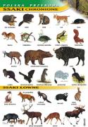 Zoologia - przyroda polska wybór 16 plansz