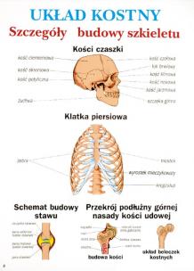 https://www.edutop.pl/638-thickbox_default/Anatomia-i-fizjologia-czlowieka.jpg