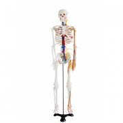  Szkielet człowieka średni  z nerwami oraz naczyniami krwionośnymi 