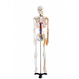https://www.edutop.pl/6512-thickbox_default/-sredni-szkielet-z-nerwami-oraz-naczyniami-krwionosnymi-85-cm.jpg