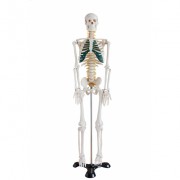  Szkielet człowieka średni z nerwami rdzeniowymi