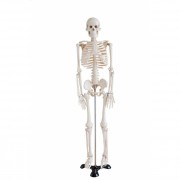Szkielet człowieka średni