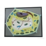 Komórka roślinna - model na tablicy