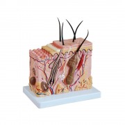 Model skóry-przekrój blokowy na podstawie