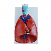 Układ oddechowy płuca, krtań, serce- narządy klatki piersiowej człowieka model 7 częściowy