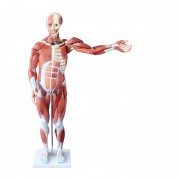 Model budowy mięśni człowieka - 27 części