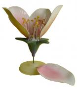 Kwiat brzoskwini-model