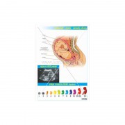 Anatomia człowieka - układ rozrodczy ( 12 plansz do wyboru)