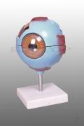 Pomoc naukowa do biologii - model oka